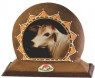 DR. COW Momentos